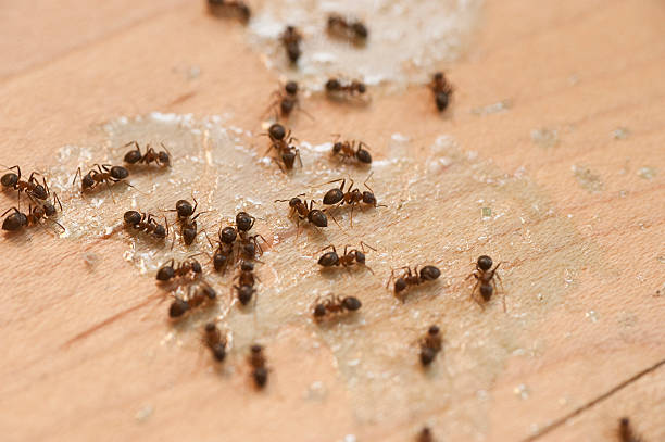 Best Local Pest Control Services  in Union City, PA