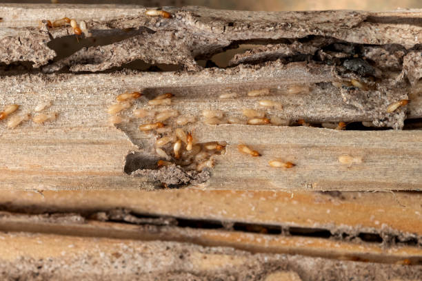 Wasp Removal Services in Union City, PA